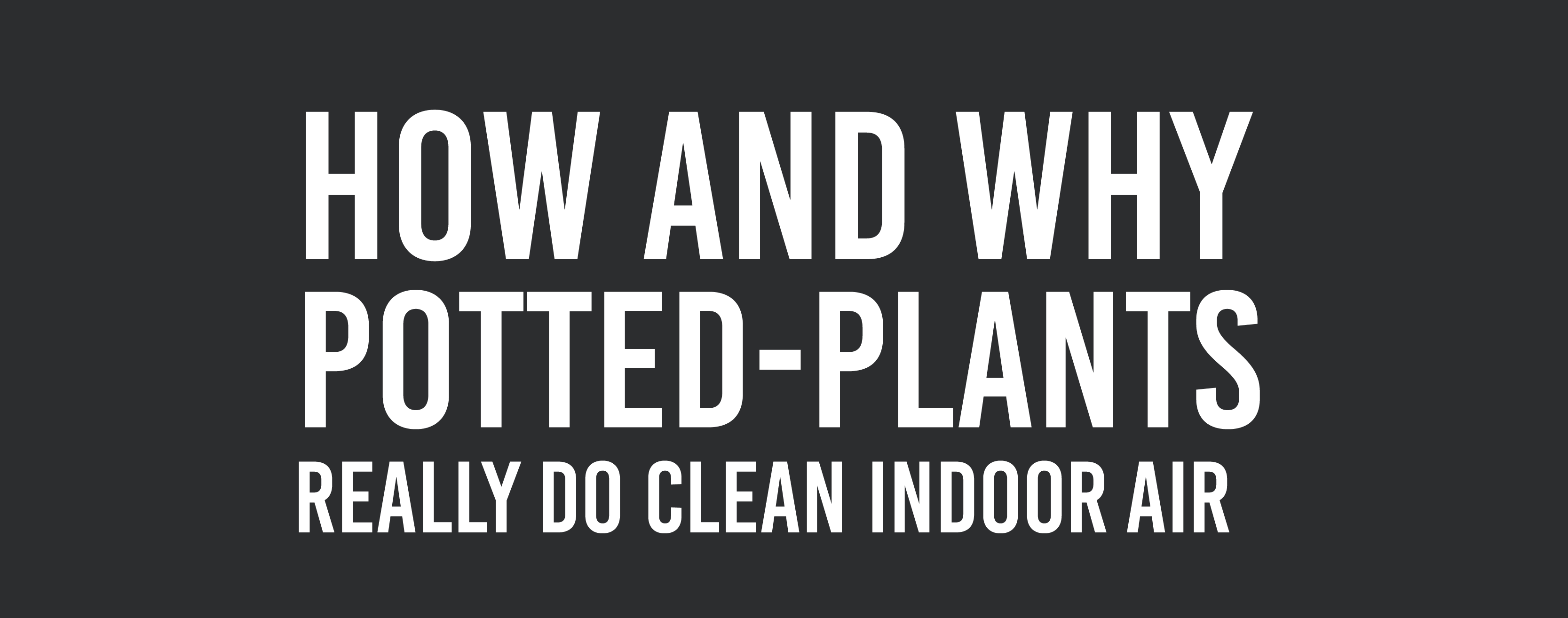 plants clean indoor air