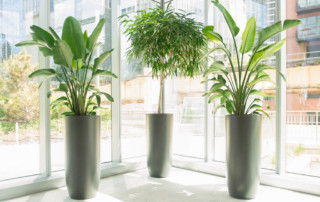 commercial indoor fiberglass planters