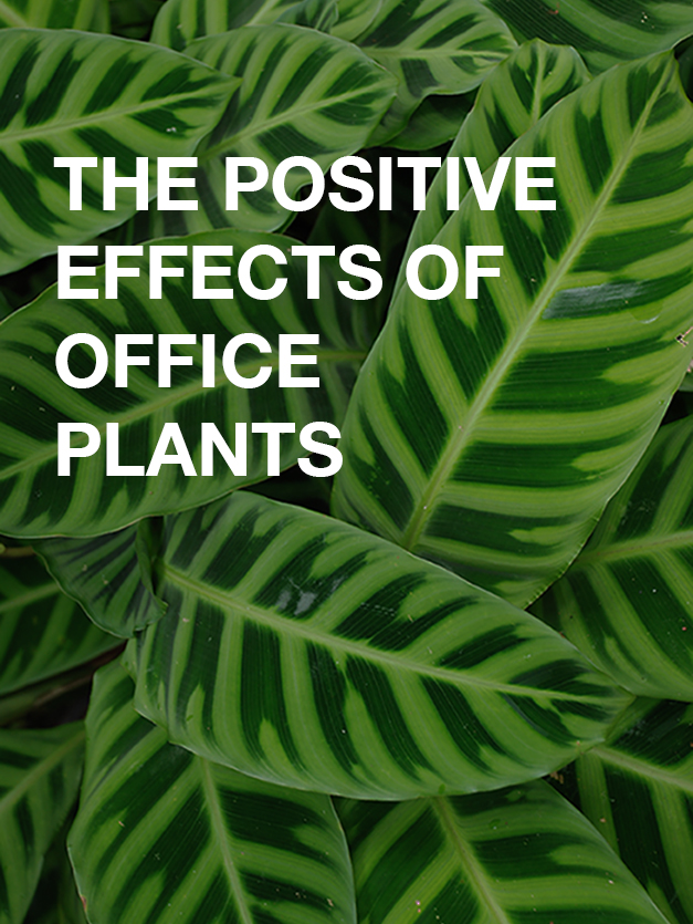 The Positive Effects of Office PlantsFeatured Image