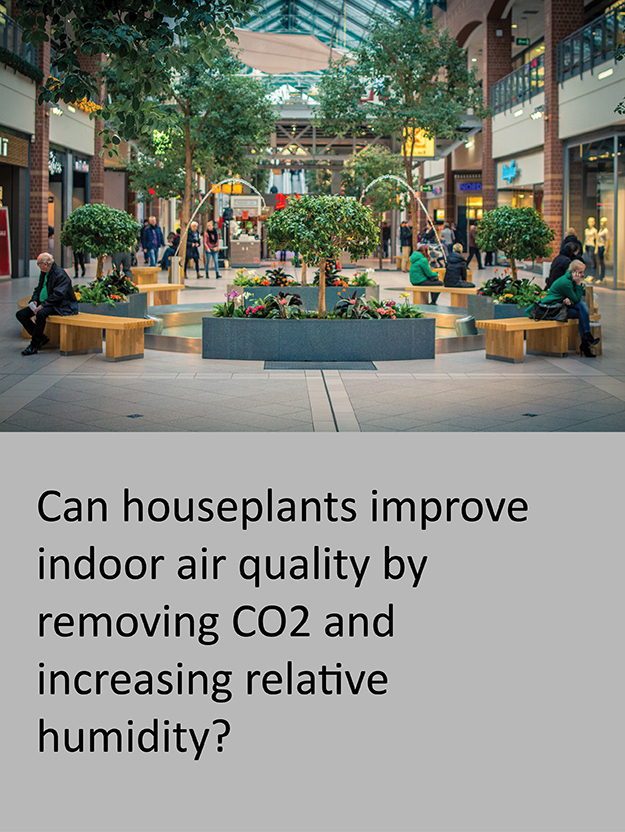 Can Houseplants Improve Indoor Air Quality…Featured Image