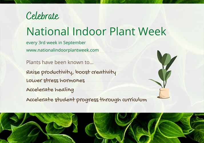 National Indoor Plant Week  : Unlock the Healing Power of Green