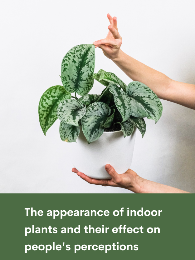 The Appearance of Indoor Plants and their Effect on People’s PerceptionsFeatured Image