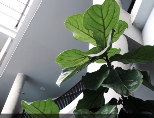 Effects of Volume Ratio, Layout and Leave Size of Indoor Plants on Workers’ Attention Recovery in Factory Staff Break Area